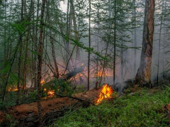 Фото Авиалесоохраны. 