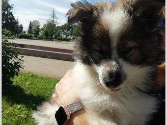 Найко — щенок ненецкой лайки. Фото со страницы Яна Турова «ВКонтакте».